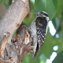 Downy Woodpecker