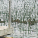 Mallard Ducks