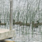 Mallard Ducks