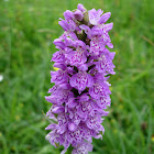 Orquídea. Common Spotted Orchid