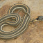 Western Black-necked Gartersnake