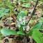 Showy Orchis