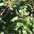 2012 Steward School Tree Project