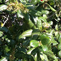 Holly