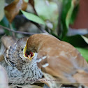 Brown Thrasher