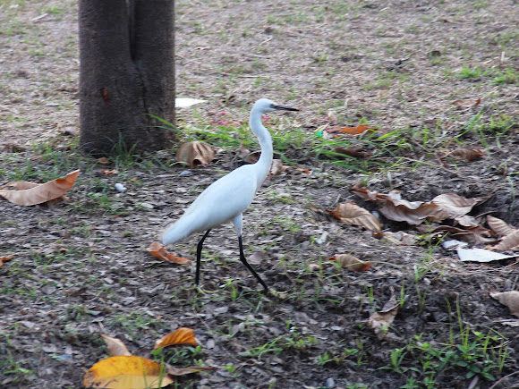 Spotting Image 1