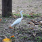 Little Egret