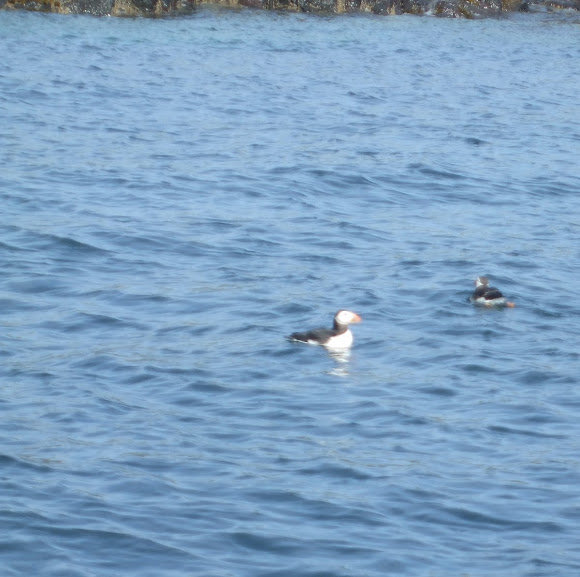 Spotting Image 1