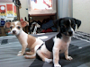 Hermosos Cachorros Chihuahua Cabeza De Manzana