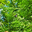 White Admiral