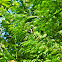 White Admiral