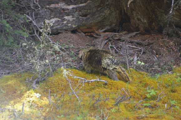 Spotting Image 1