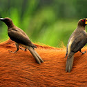Red-billed Oxpecker
