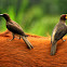 Red-billed Oxpecker