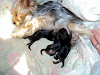 Yorkshire Cachorros Mini Fca Pago Con Tarjeta