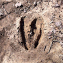 Deer track