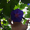 Morning glory
