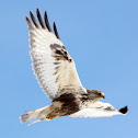 Rough-Legged Hawk