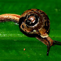 Snail