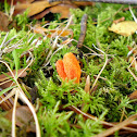 Scarlett Caterpillarclub/Rupsendoder