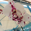 Orquidea