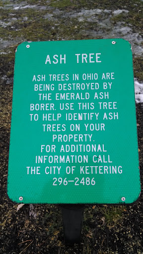 Ash Tree Plaque