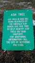 Ash Tree Plaque