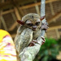 Philippine Tarsier