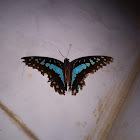 Graphium doson
