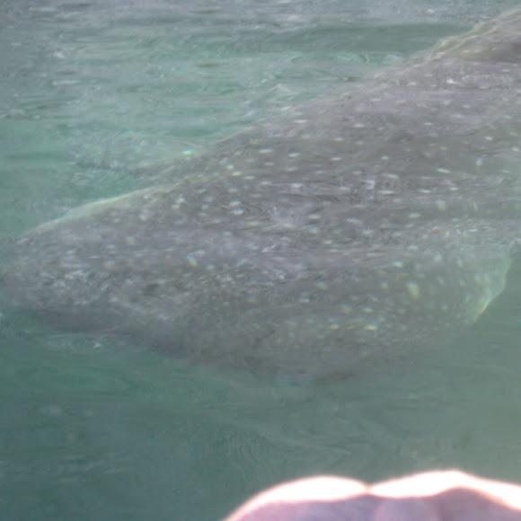 Spotting Image 1