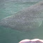 Whale Shark