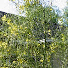 Palo Verde