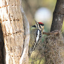 Yellow-Bellied Sapsucker