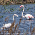 Greater Flamingo; Flamenco