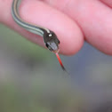 Orange-Striped Ribbonsnake (juvenile)