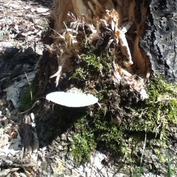 Spotting Image 1