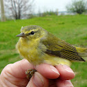 Tennessee Warbler