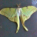 Luna Moth