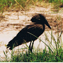 Hamerkop