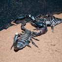 Arachnida