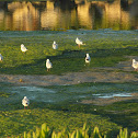 Mediterranean Gull