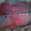 Flower horn cichlid