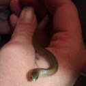 Western earth snake