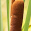 Cat-tail