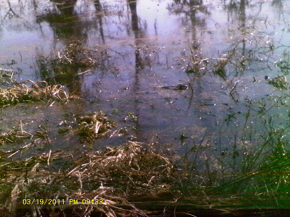 Spotting Image 1