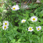 Sub-Alpine Daisy