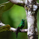 Green-crowned Brilliant