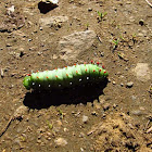 Columbia Silkmoth Larva