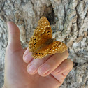 Tawny Emperor