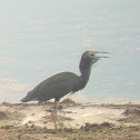 Little blue heron